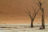 Namib desert - Deadvlei / Death Valley - Hardap region, Namibia: light and shade - dead trees - photo by J.Banks