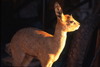 Namibia - Etosha Park, Kunene region: a delicate Klipspringer - Oreotragus oreotragus - photo by G.Friedman