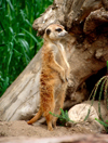 Namibia - Etosha Park, Kunene region: meerkat or suricate - Suricata suricatta - photo by G.Friedman