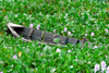 Nepal, Pokhara: half-sunk boat in water lillies - photo by J.Pemberton