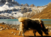 Khumbu region, Solukhumbu district, Sagarmatha zone, Nepal: yak grazing in a front of Gokyo lake - photo by E.Petitalot