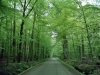 Netherlands - Overijssel province: in the forest (photo by M.Bergsma)