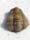 New Zealand - South island: West Coast - Trilobite fossil on white sand - photo by Air West Coast