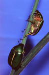 New Zealand - pair of green cockchafer beetles - photo by Air West Coast