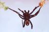 New Zealand - spider hanging from sphagnum moss - photo by Air West Coast