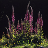 New Zealand - Backlit foxgloves - Digitalis - photo by Air West Coast