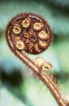 New Zealand - classic koru, silver fern - photo by Air West Coast