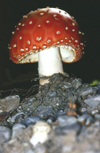 New Zealand - Fly Agaric Toadstool - Amanita muscaria - poisonous and psychoactive mushroom - basidiomycete fungus - photo by Air West Coast