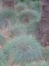 New Zealand - Tussock grass and "hairy" trunks of trees - photo by Air West Coast