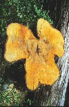 New Zealand - South Island - Milford track: shamrock shaped trunk - New Zealand's most famous tramping route - he Finest Walk in the World - Fiordland NP (photo by Elior Ben-Haiem)