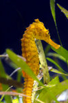 Palau: seahorse - underwater image - photo by B.Cain