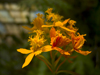 Panama - El Valle de Anton mountain range - Tropical Flower - orange - photo by H.Olarte