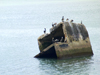 Panama Canal: Pelicans resting on an ruined pier - photo by H.Olarte