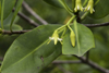 Galeta Island, Coln province, Panama: mangrove flower, Smithsonian Tropical Research Institute, Galeta Point - photo by H.Olarte