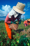 Philippines - peasant - agriculture - photo by B.Henry