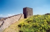 Celorico da Beira: flores selvagens no castelo / wild flowers in the castle - photo by M.Durruti