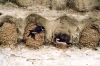 Portugal - Atouguia da Baleia (concelho de Peniche): andorinhas e ninhos num beirado / swallows nesting - photo by M.Durruti