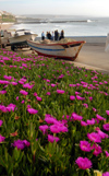 Ericeira, Mafra, Portugal: flowerin Ice Plants over the ocean - Carpobrotus edulis - Choro-das-praias em flow - photo by M.Durruti