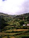 Rio Frio (Arcos de Valdevez - Minho): vineyards - Alvarinho green wine - vinhas para o vinho verde Alvarinho - photo by M.Durruti