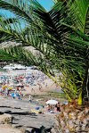 Portugal - Algarve - Praia da Luz  (concelho de Lagos): on the Beach - palmeira (photo by D.S.Jackson)