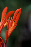 Reunion / Reunio - reddish flowers - photo by W.Schipper