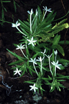 Reunion / Reunio - wild flowers - photo by W.Schipper