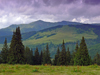 Rodnei National Park, Maramures county, Transylvania, Romania: forest on Prislop pass, connecting Maramures and Bucovina - Pasul Prislop - Parcul National Muntii Rodnei - photo by J.Kaman