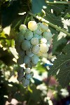 Russia - Rostov: grapes  (photo by Anatolij Petrov)