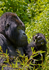 Volcanoes National Park, Northern Province, Rwanda: Mountain Gorilla - Gorilla beringei beringei - Gorundha, of the Sabyinyo Group, is the largest alpha male Silver Back in the park - photo by C.Lovell