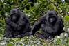 Volcanoes National Park, Northern Province, Rwanda: two brother Mountain Gorillas relax in their nest - Kwitonda Group - Gorilla beringei beringei - photo by C.Lovell