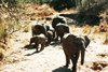 South Africa - Kruger Park: African elephants - photo by J.Stroh