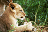 South Africa - Limpopo province: lion cub resting - photo by J.Stroh