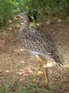 South Africa - Pilansberg National Park: Spotted Dikkop - Burhinus capensis - photo by R.Eime