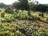 Saint Helena: cemetery (photo by Captain Peter)