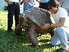 Saint Helena: Jamestown - giant turtle (photo by Captain Peter)