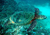 Samoa - Fagamalo, Savai'i: critically endangered Hawksbill Turtle - Eretmochelys imbricata - photo by R.Eime