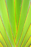 Rio de Ouro plantation / Roa Rio de Ouro - Agostinho Neto, Lobata district, So Tom and Prncipe / STP: Ravenala madagascariensis - Traveller's Tree - detail of the fan stem / palmeira do viajante - detalhe da base do leque - photo by M.Torres