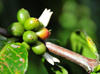 Saudade Plantation /  Fazenda Saudade, M-Zchi district, So Tom and Prncipe / STP: coffee plant - grains of the arabica variety - Coffea arabica, first described by Linnaeus in 1753 / planta de caf - frutos da variedade arbica - photo by M.Torres