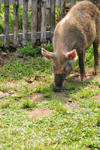 So Joo dos Angolares, Cau district, So Tom and Prcipe / STP: pig roaming the streets / porco procurando alimento na rua - photo by M.Torres