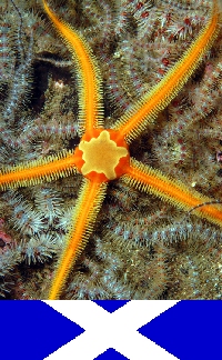 Scotland underwater images - St. Abbs, Berwickshire, Scottish Borders Council, Scotland: Brittle stars - photo by D.Stephens