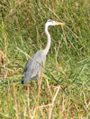 Sngal - Parc national des oiseaux du Djoud (PNOD), inscrit au Patrimoine mondial de l'Unesco: hron cendr - Ardea cinerea Linnaeus - faune - photographie par G.Frysinger