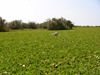 Sngal - Parc national des oiseaux du Djoud (PNOD): invasion de salvinia - photographie par G.Frysinger