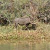 Sngal - Parc national des oiseaux du Djoud (PNOD): Phacochre - Phacochoerus africanus - photographie par G.Frysinger