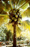 Mahe island, Seychelles: Mont-Fleuri Botanical Gardens - Coco de Mer - Lodoicea maldivica - photo by F.Rigaud