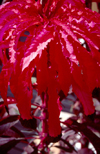 Seychelles - Praslin island: red leaves - photo by F.Rigaud