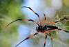 Mahe, Seychelles: Baie Beau Vallon - large spider in its web - photo by M.Torres