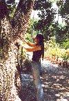 Sicily / Sicilia - Palermo: Sicilian bottle tree - Garibaldi bothanical gardens (photo by Anna Slaczka)