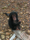 Kono district,  Eastern Province, Sierra Leone:  'Mugabe' - an orphaned baby chimpanzee - photo by T.Trenchard