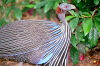 Singapore / SIN : Singapore: Vulturine Guineafowl - Acryllium vulturinum (photo by Juraj Kaman)