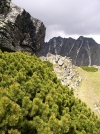 Slovakia - High Tatras: rocks and pine trees - Poprad District - Presov Region - Eastern Slovakia - photo by J.Kaman)